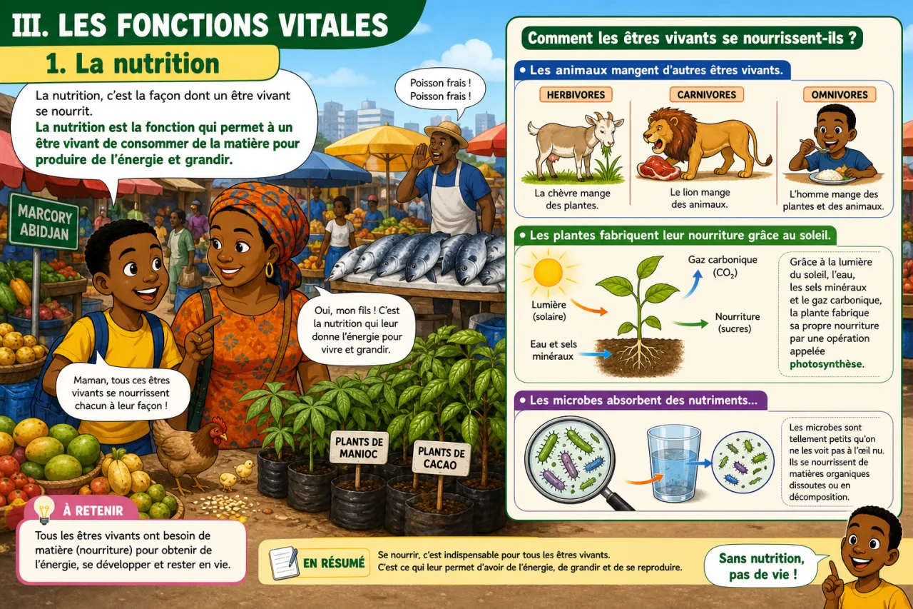 Les êtres vivants — illustration
