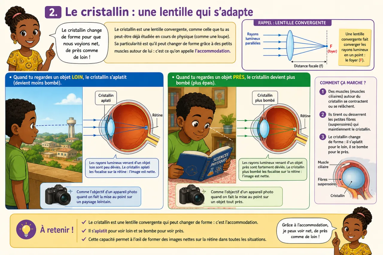 Œil et vision — illustration