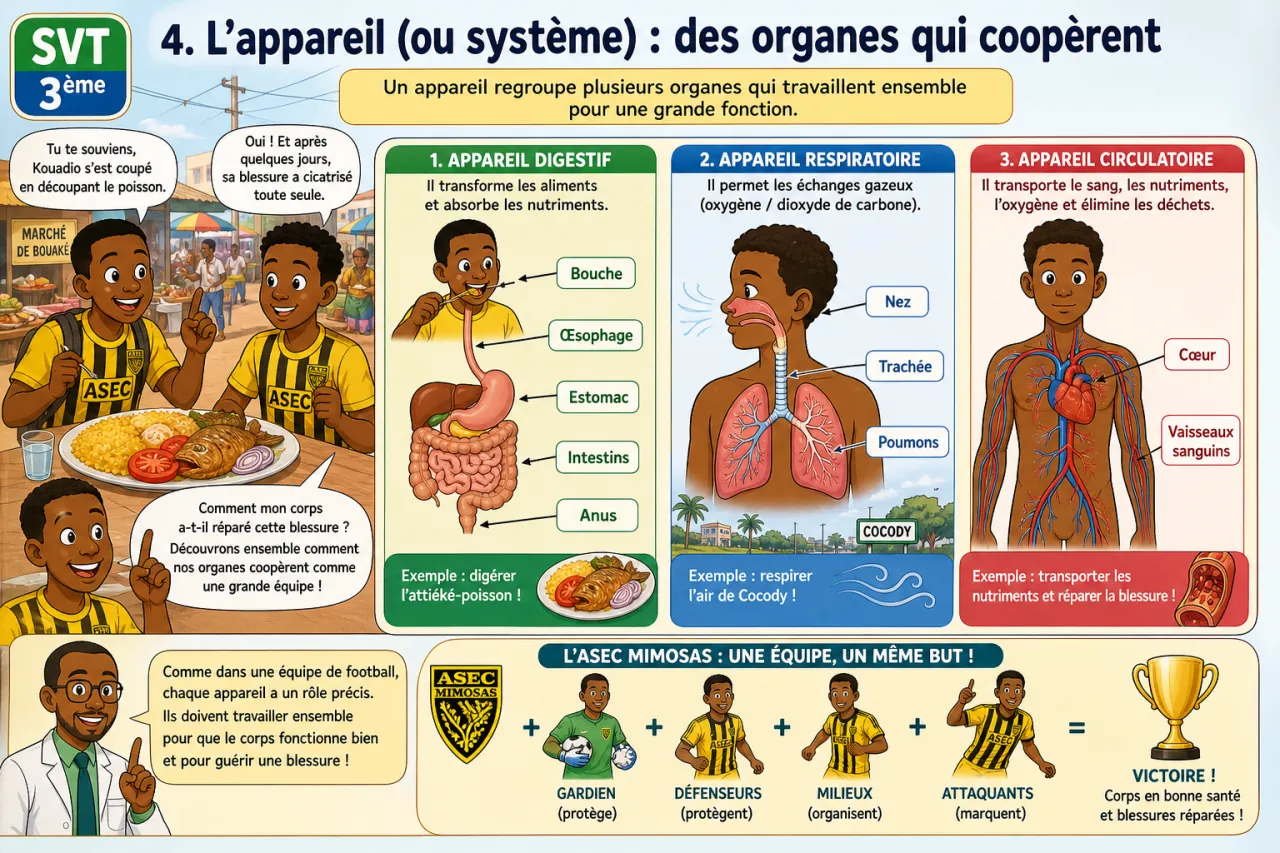 Organisation du corps humain — illustration