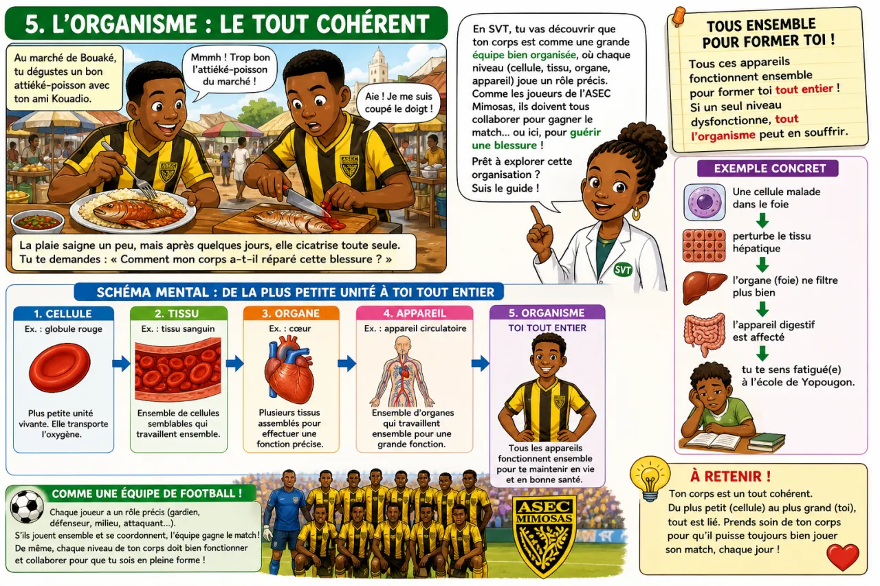 Organisation du corps humain — illustration