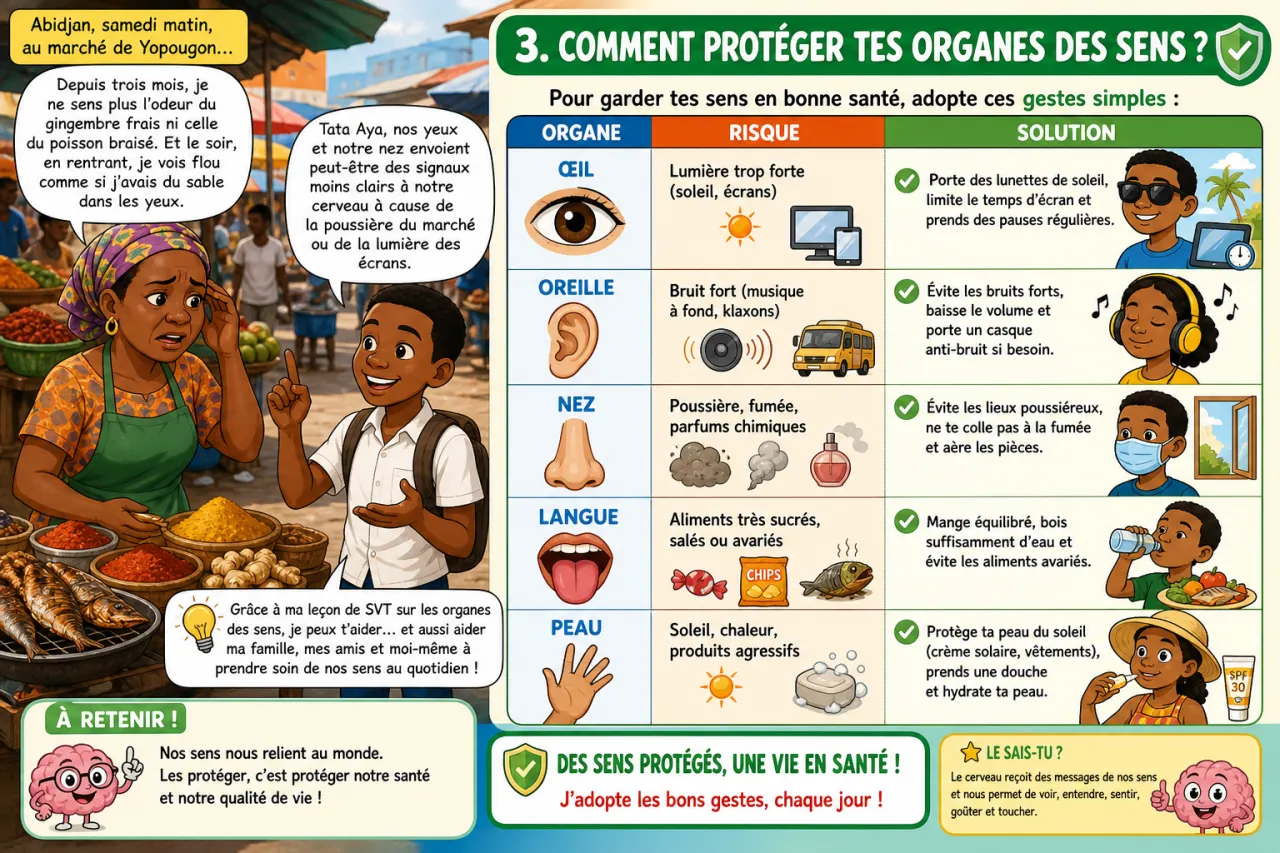 Organes des sens — illustration