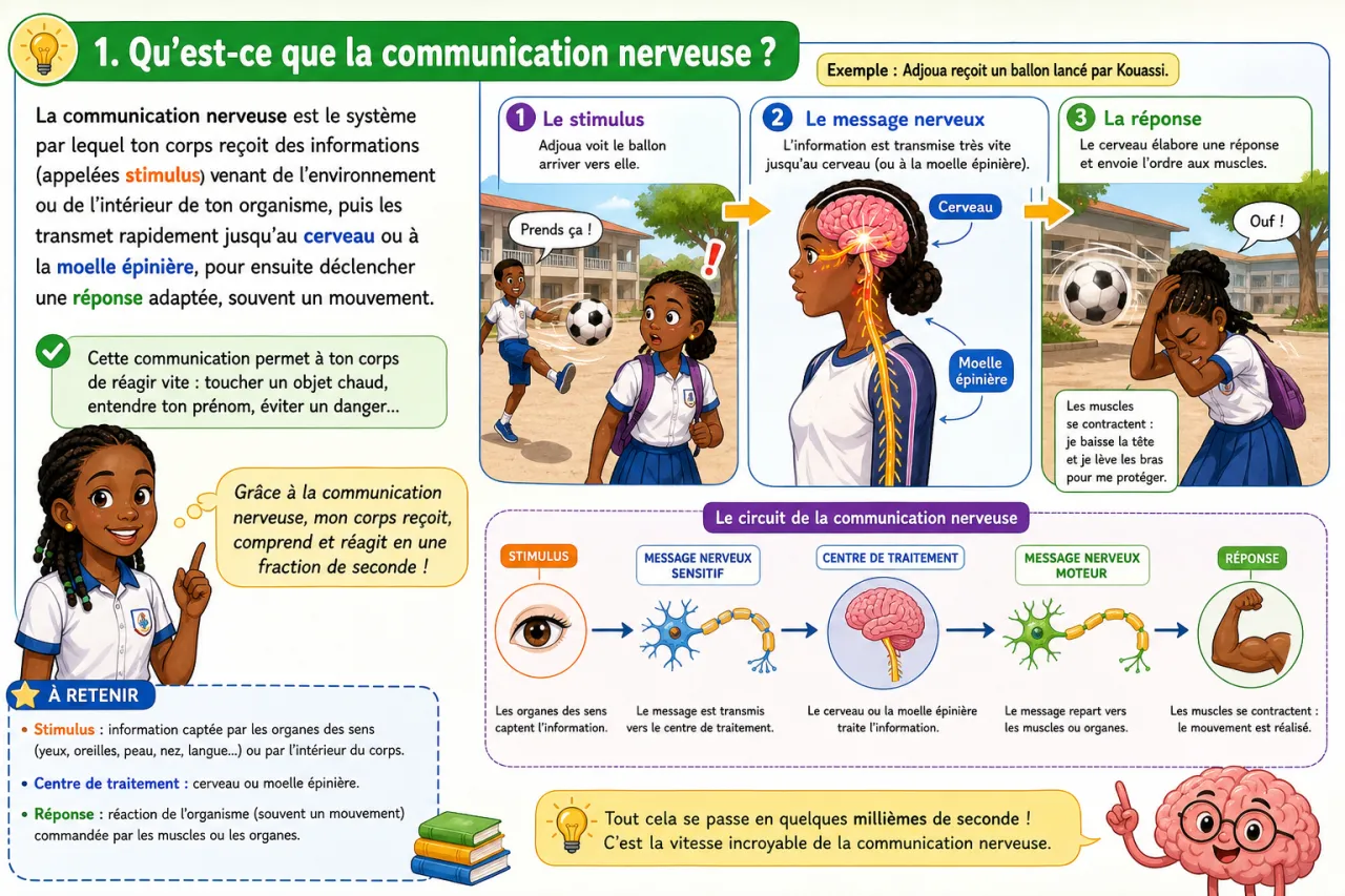 Communication nerveuse — illustration