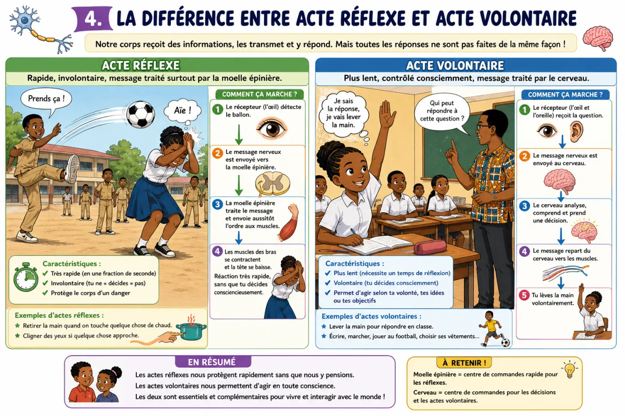 Communication nerveuse — illustration