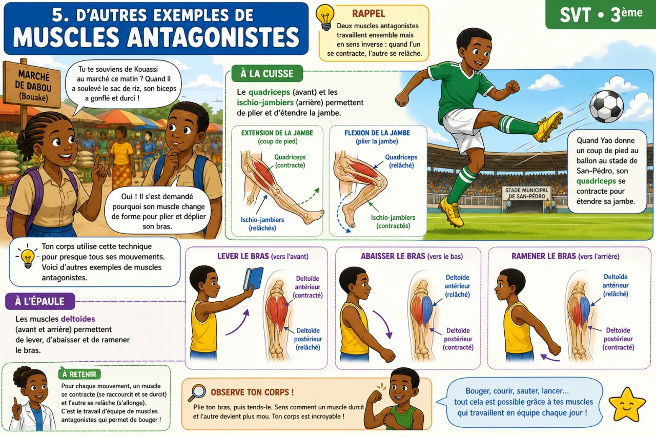 Mouvement et muscles — illustration