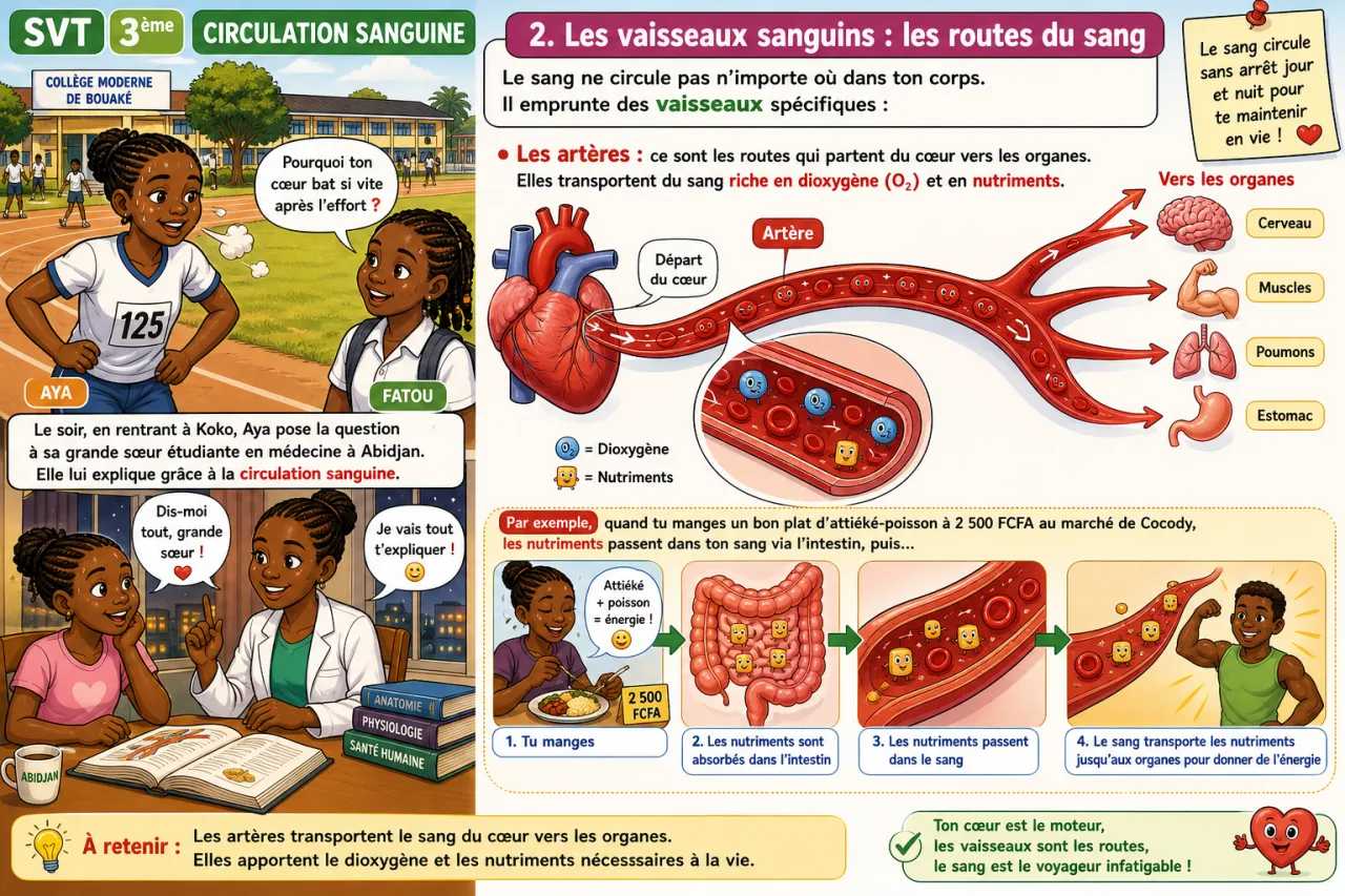 Circulation sanguine — illustration