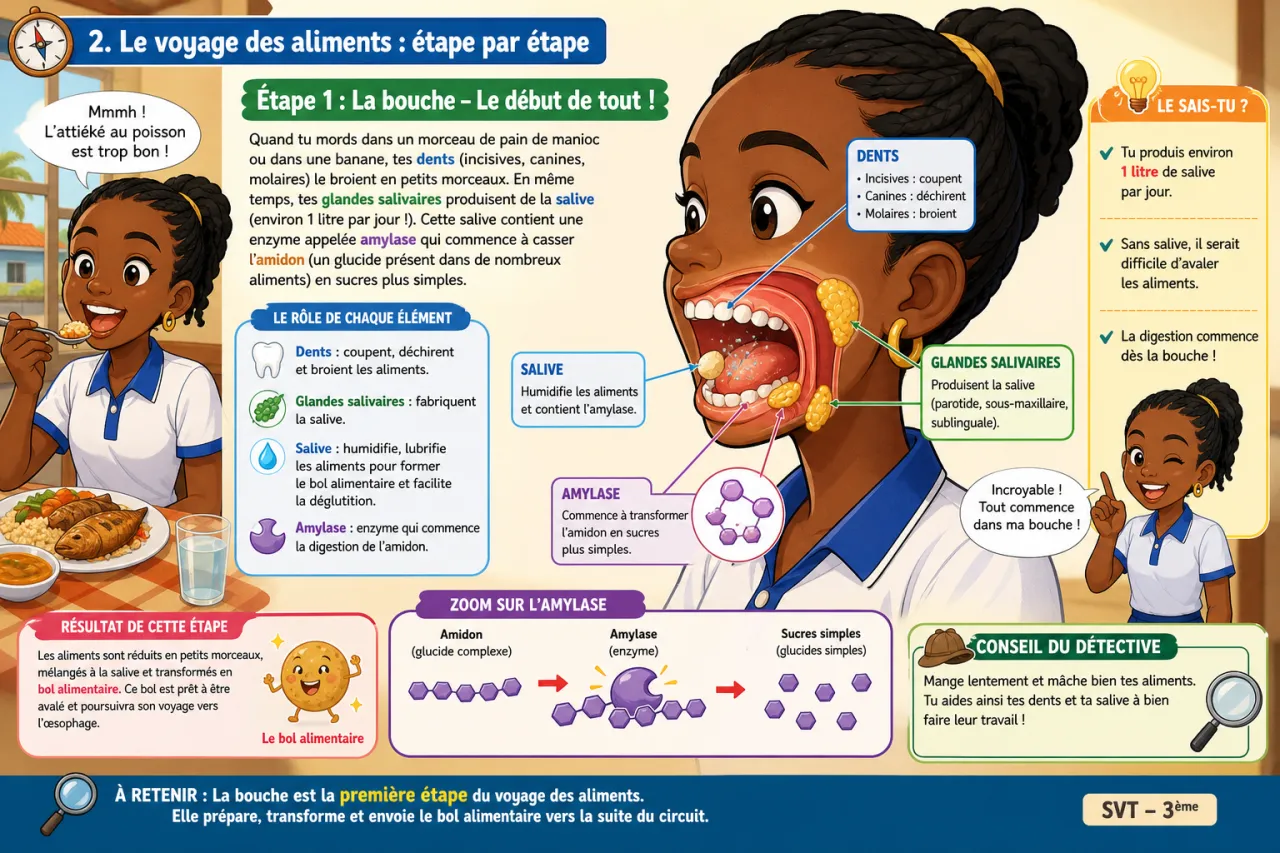 Nutrition et digestion — illustration