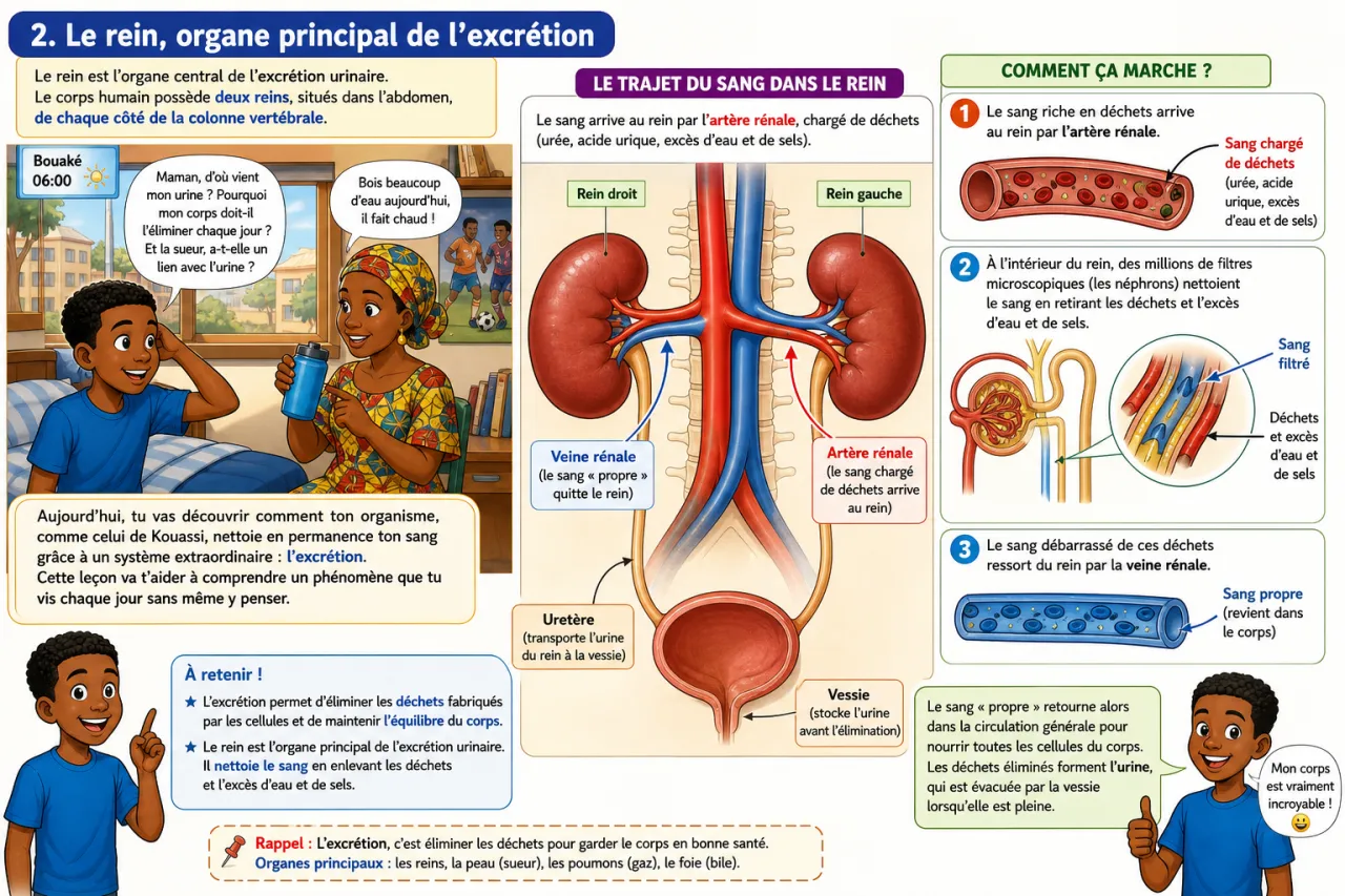 Excrétion — illustration