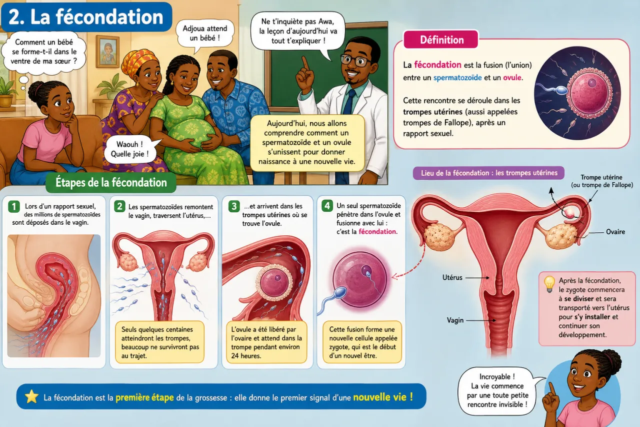 Fécondation et grossesse — illustration