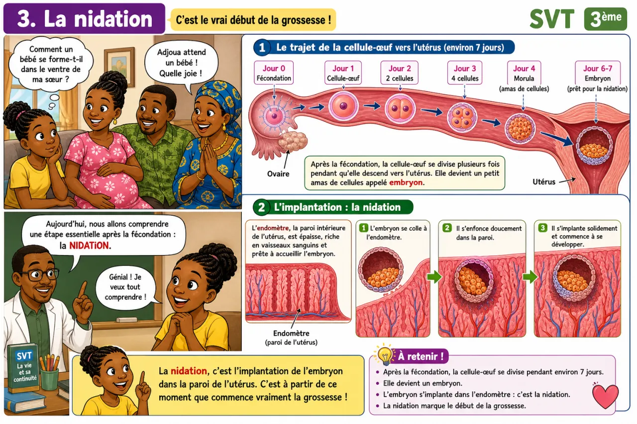 Fécondation et grossesse — illustration