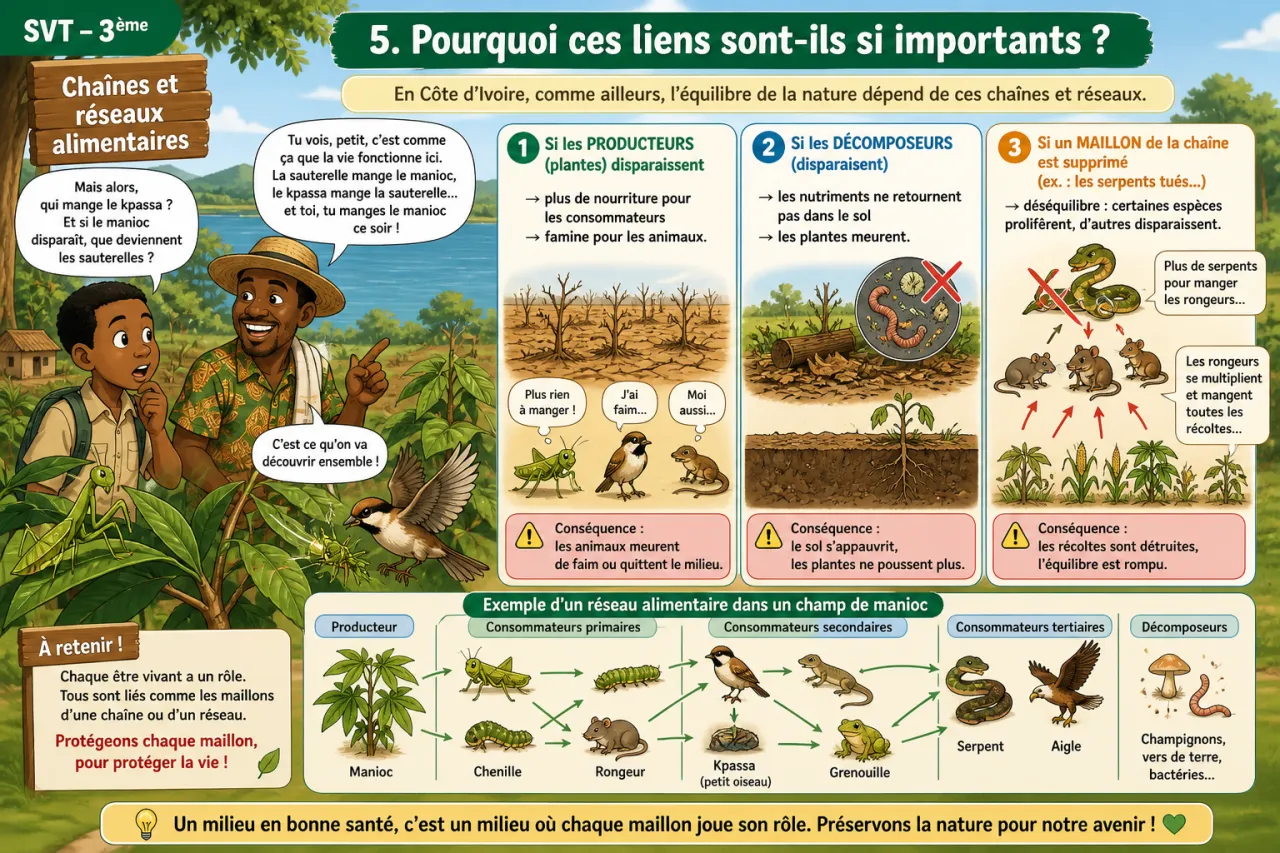 Chaînes et réseaux alimentaires — illustration