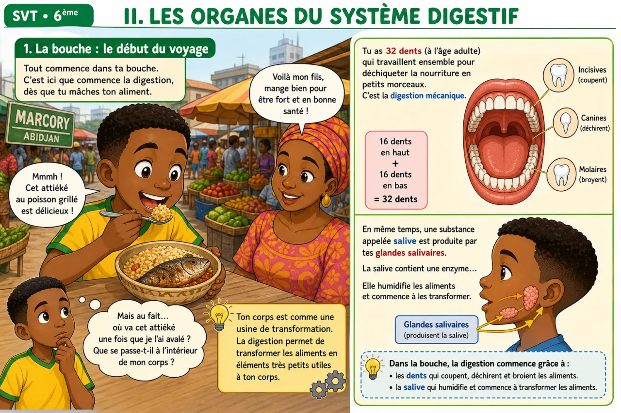 La digestion — illustration
