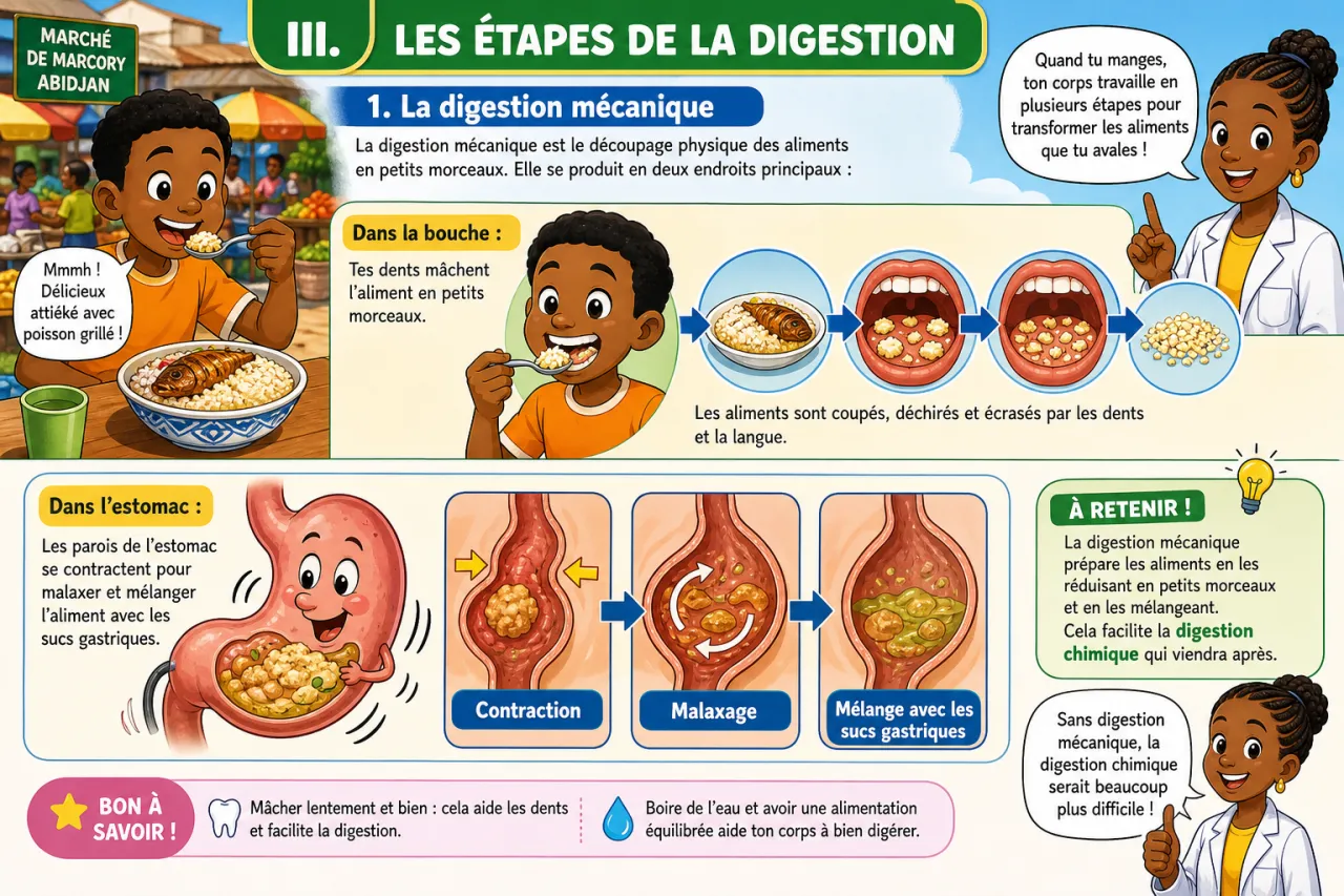 La digestion — illustration