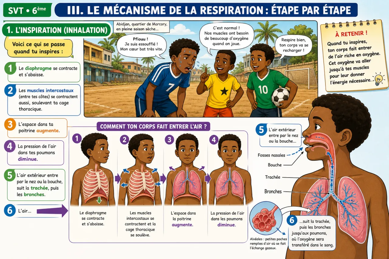 La respiration — illustration