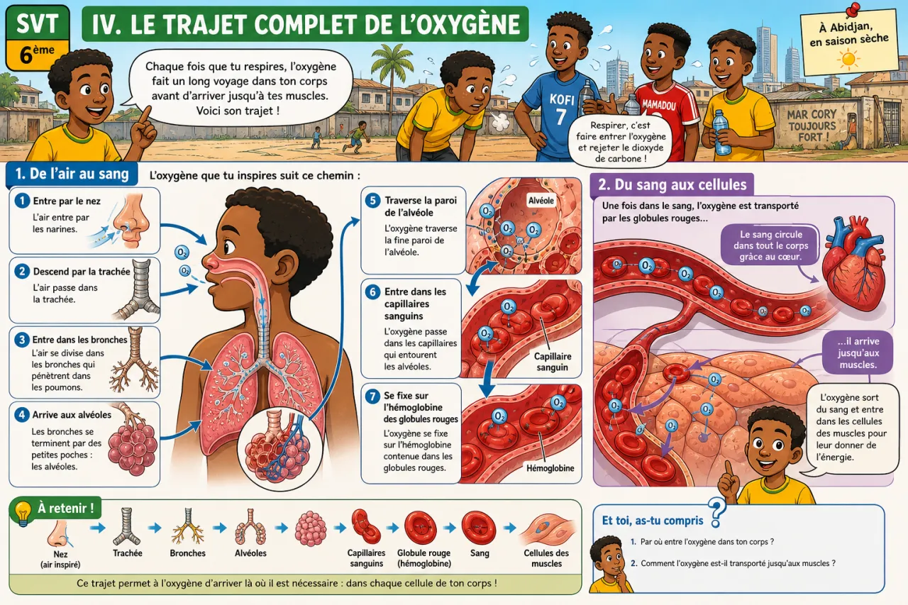 La respiration — illustration