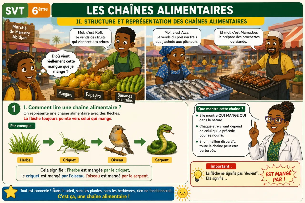 Les chaînes alimentaires — illustration