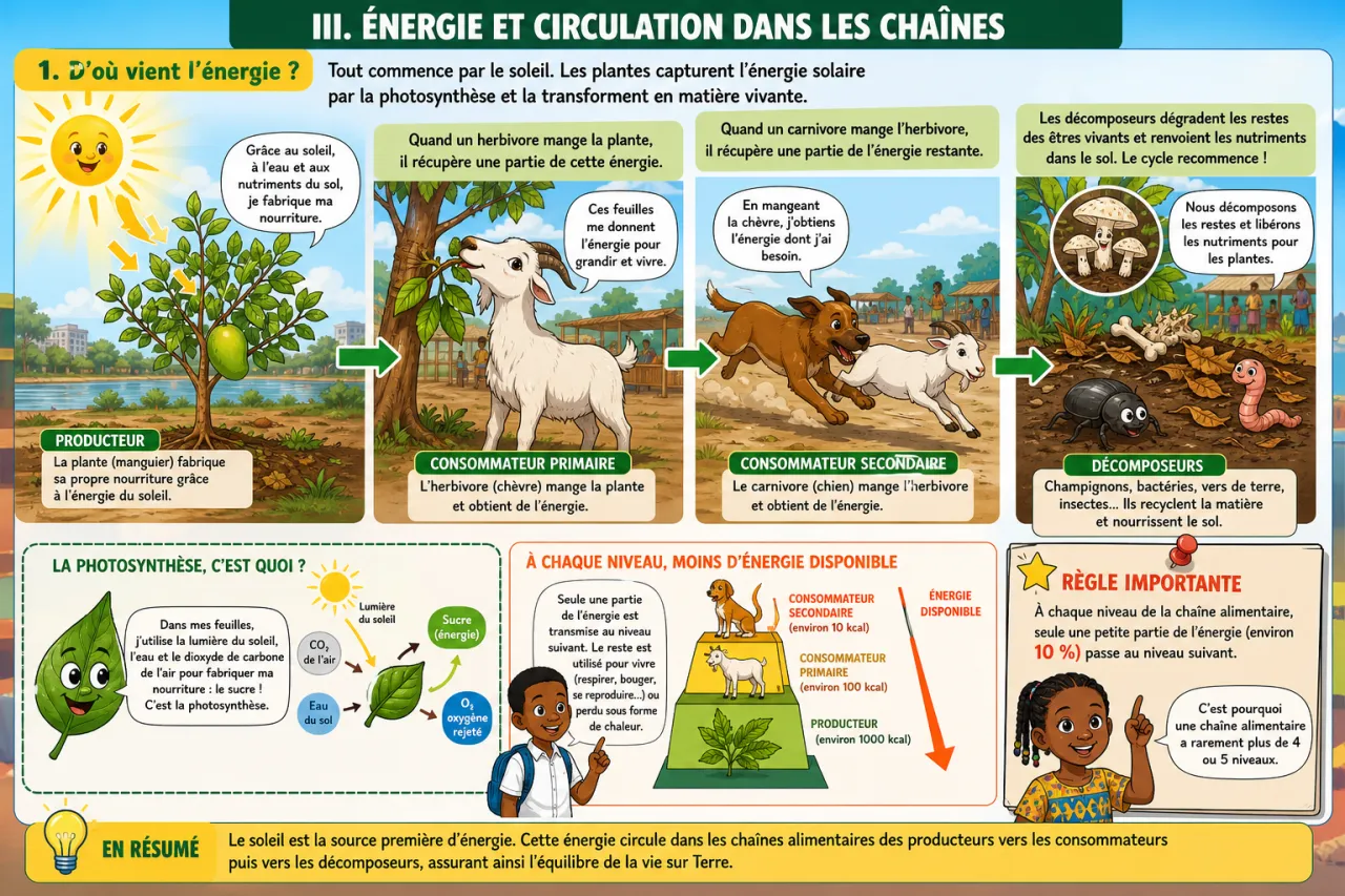 Les chaînes alimentaires — illustration