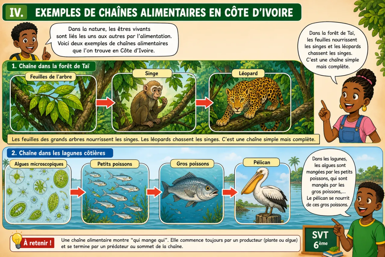 Les chaînes alimentaires — illustration