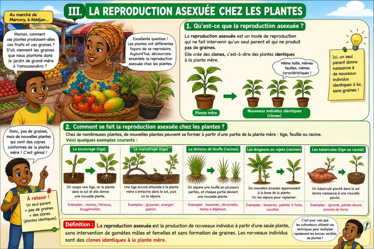 La reproduction chez les plantes — illustration