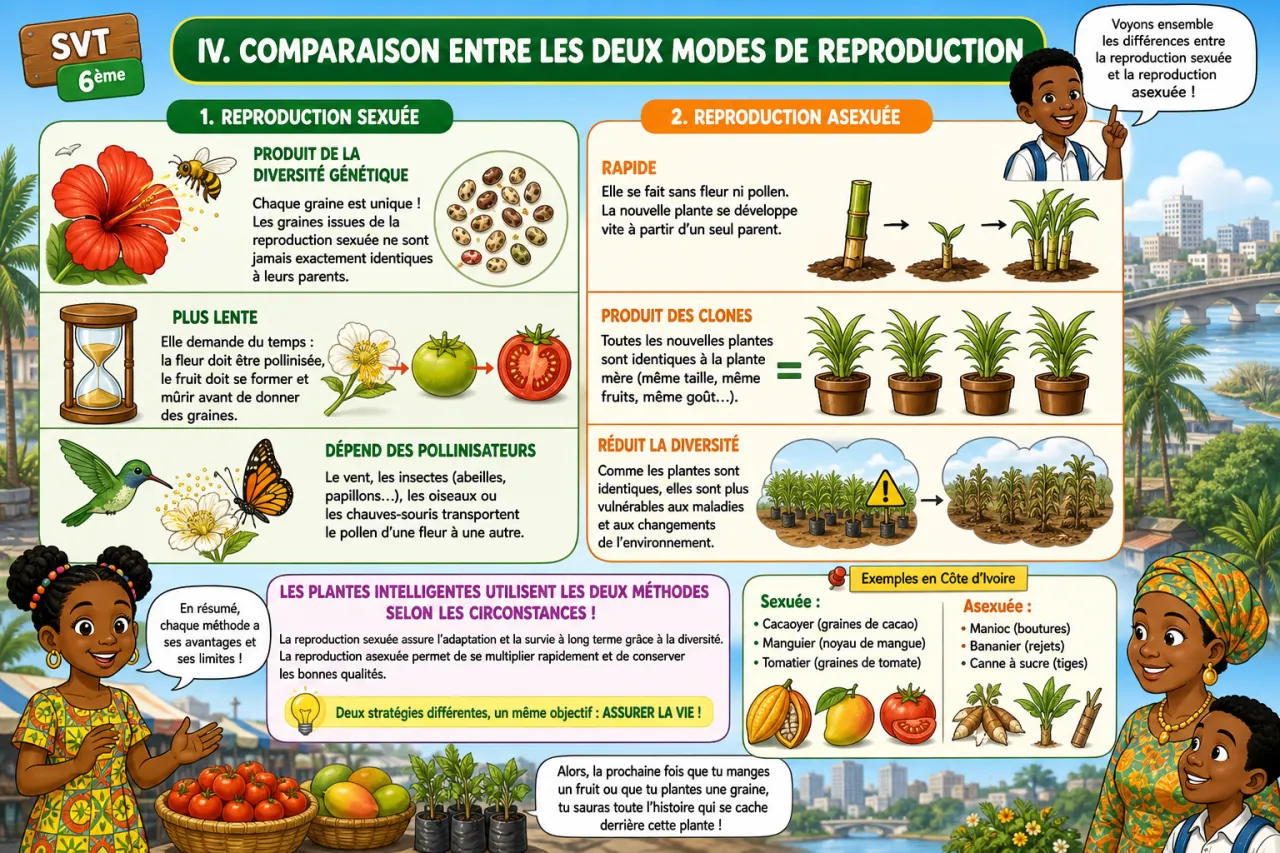 La reproduction chez les plantes — illustration
