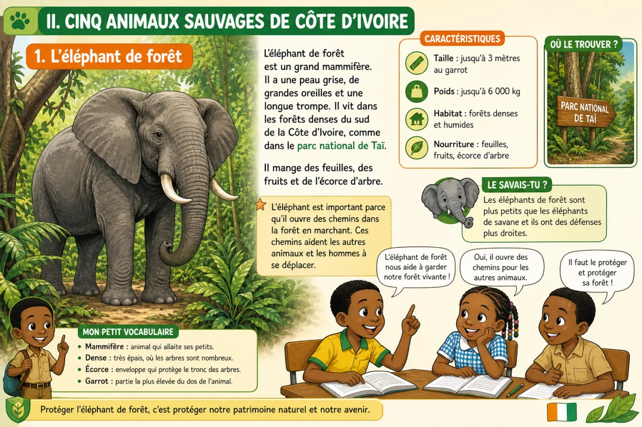 Les animaux sauvages de Côte d'Ivoire — illustration