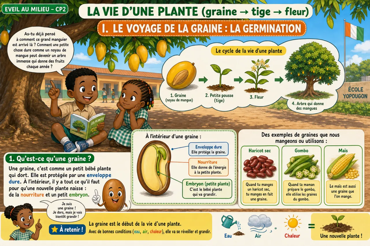 La vie d'une plante (graine → tige → fleur) — illustration