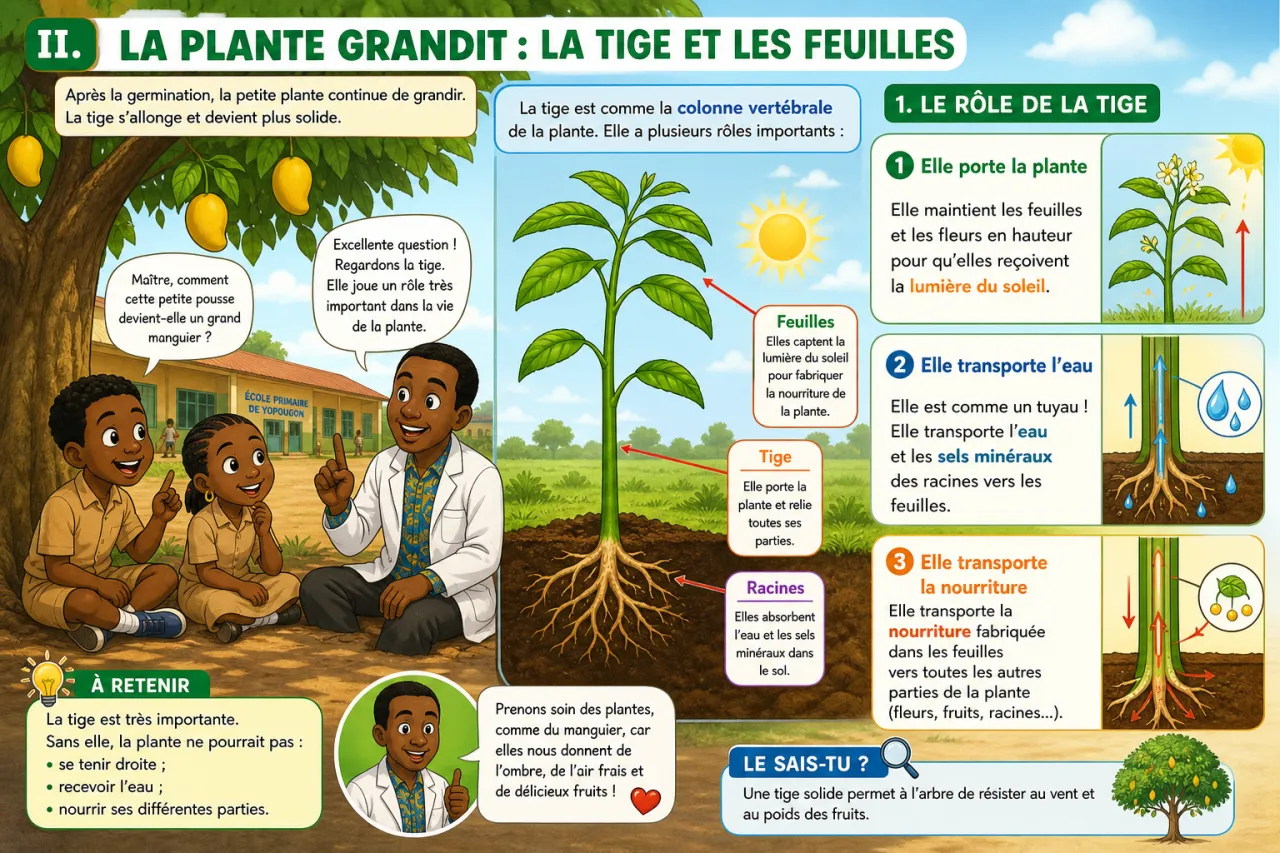 La vie d'une plante (graine → tige → fleur) — illustration