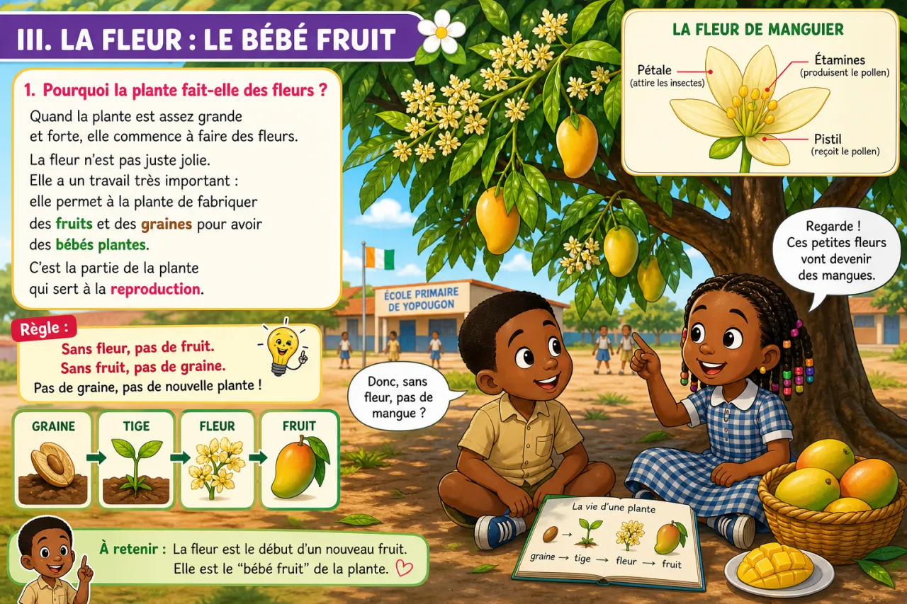 La vie d'une plante (graine → tige → fleur) — illustration