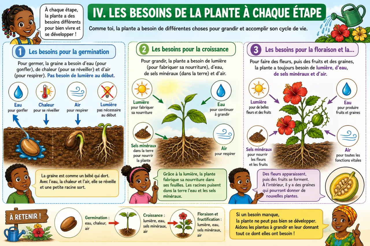 Le cycle de vie d'une plante à fleur — illustration