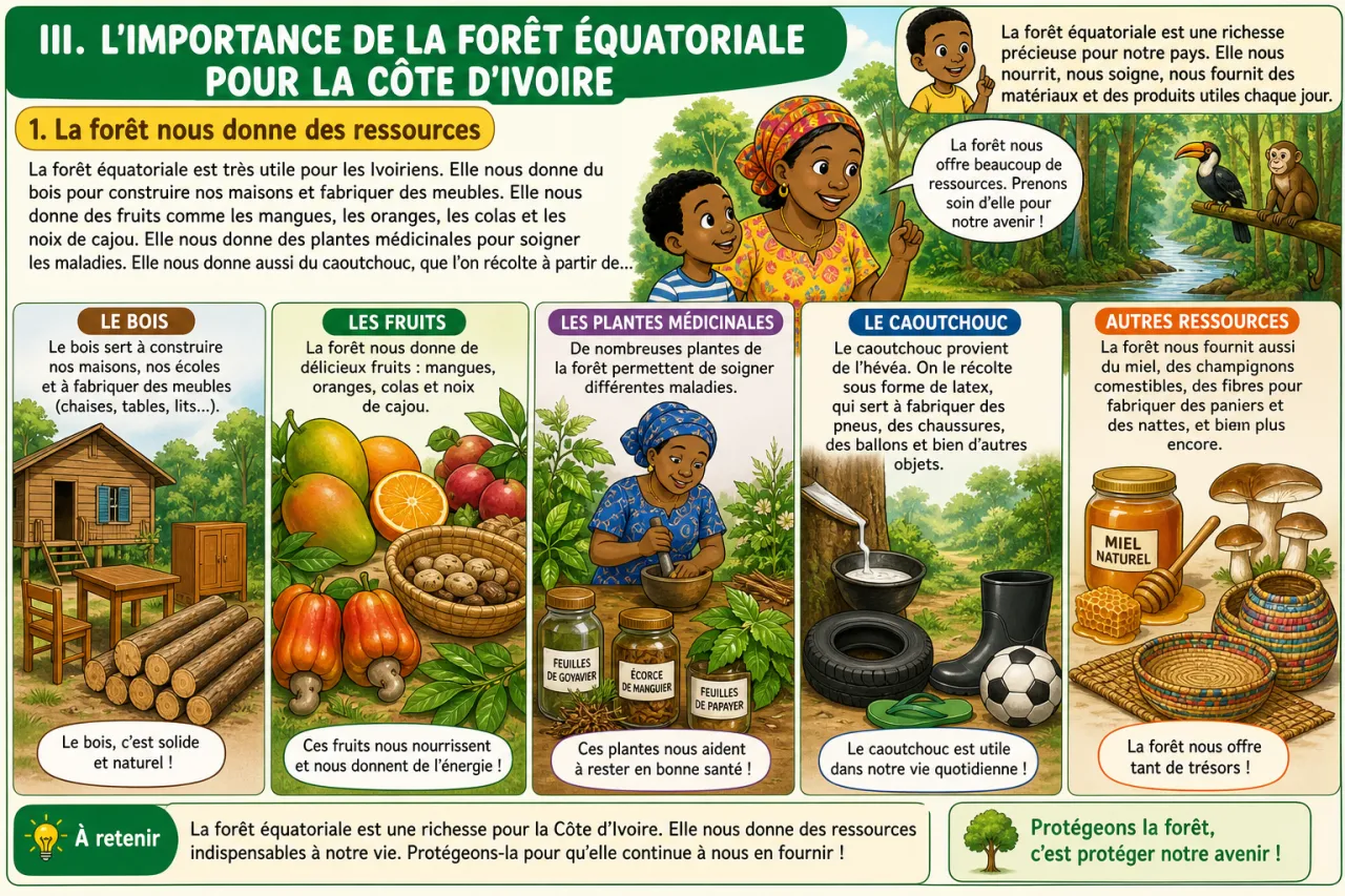 La forêt équatoriale ivoirienne — illustration