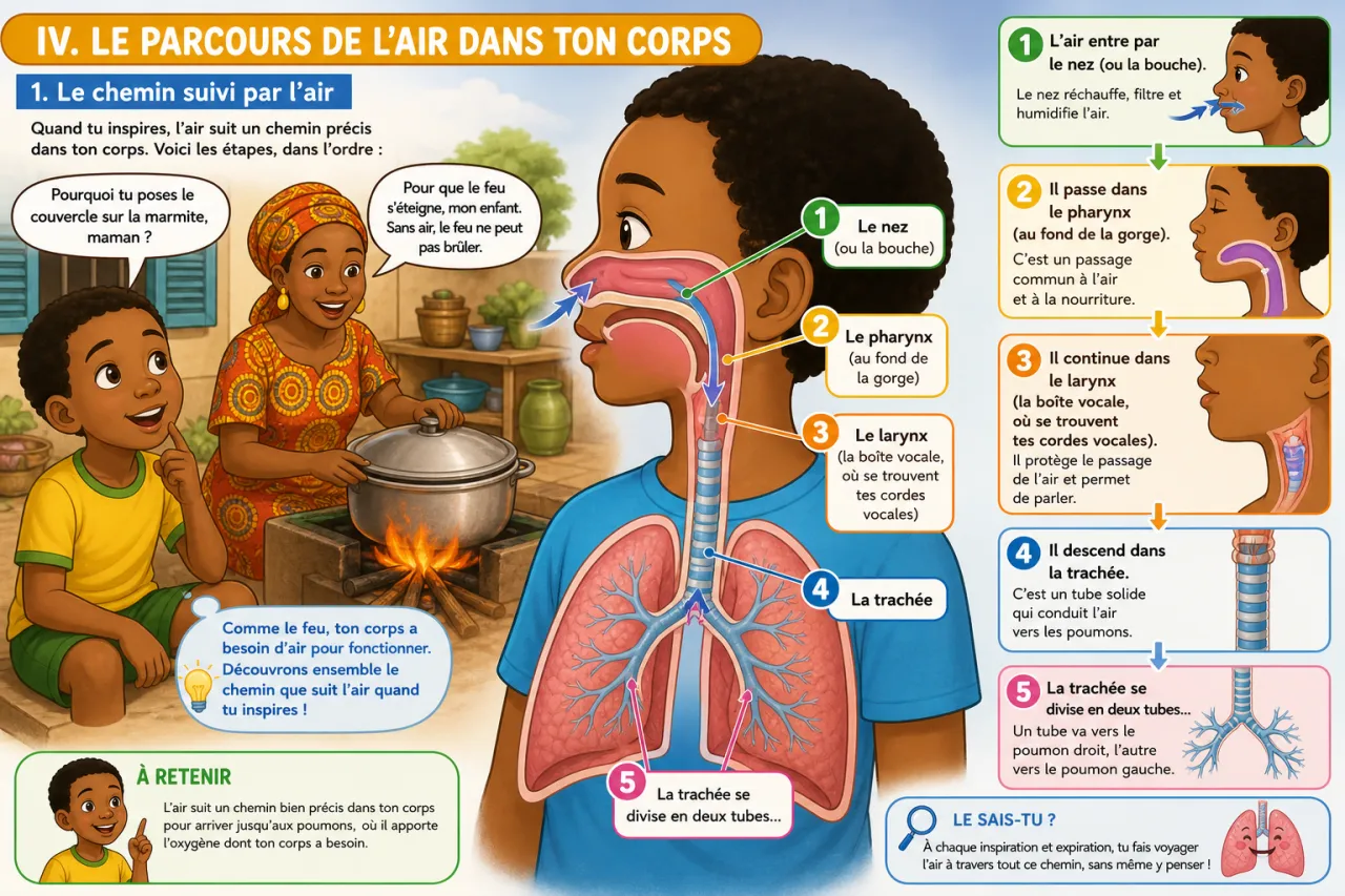 La respiration : comment nous utilisons l'air — illustration