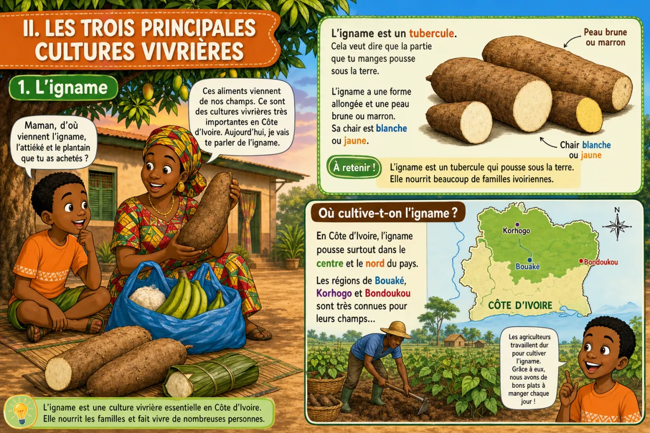 L'agriculture vivrière (igname, manioc, plantain) — illustration