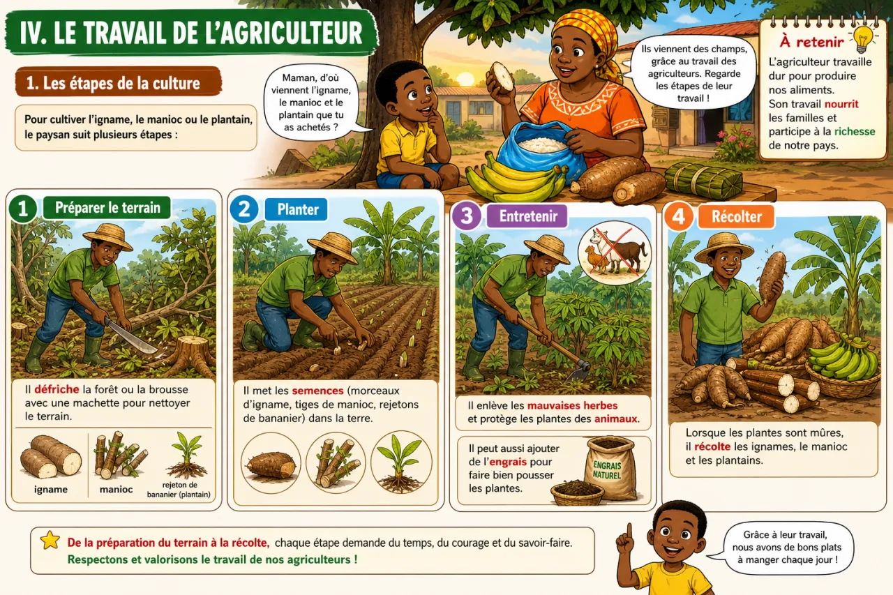 L'agriculture vivrière (igname, manioc, plantain) — illustration