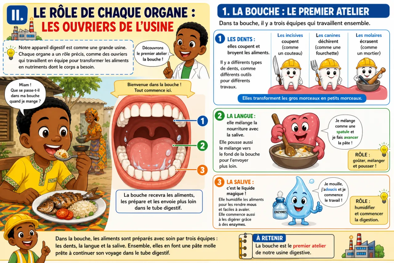 L'appareil digestif : de la bouche à l'intestin — illustration