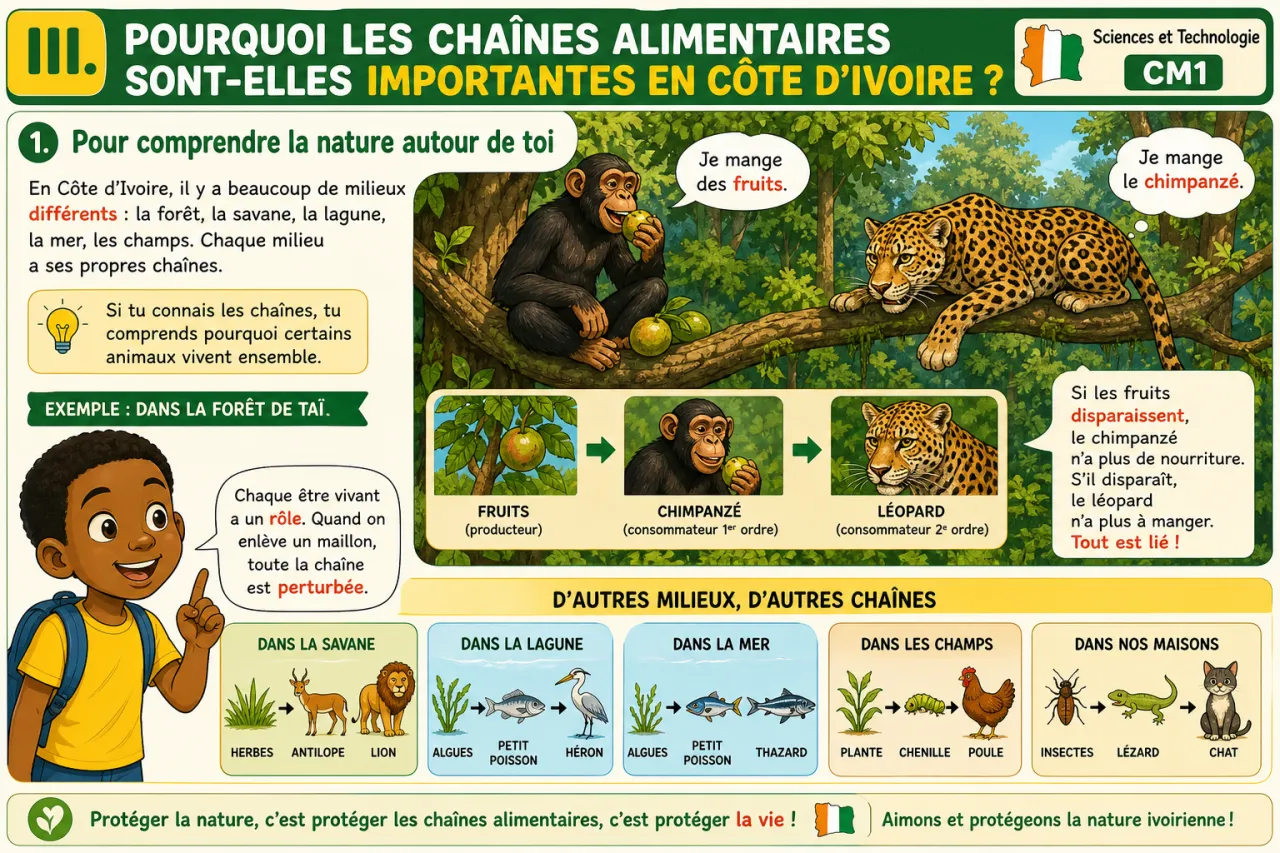 Construire une chaîne alimentaire — illustration