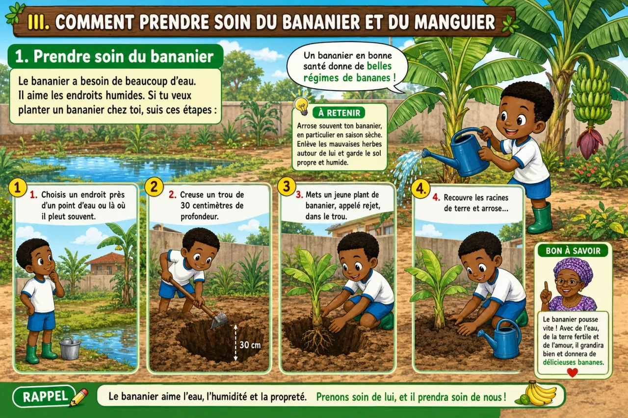 Le bananier et le manguier — illustration