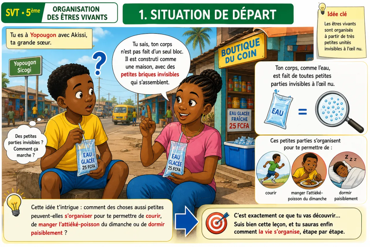 Organisation des êtres vivants — illustration