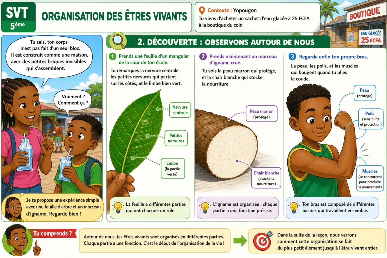 Organisation des êtres vivants — illustration
