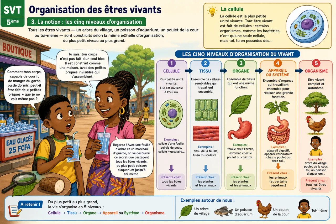 Organisation des êtres vivants — illustration