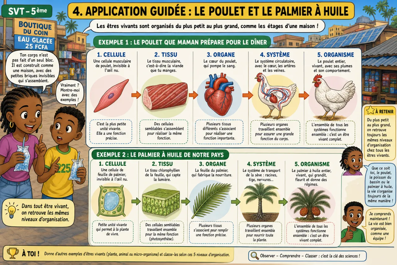 Organisation des êtres vivants — illustration