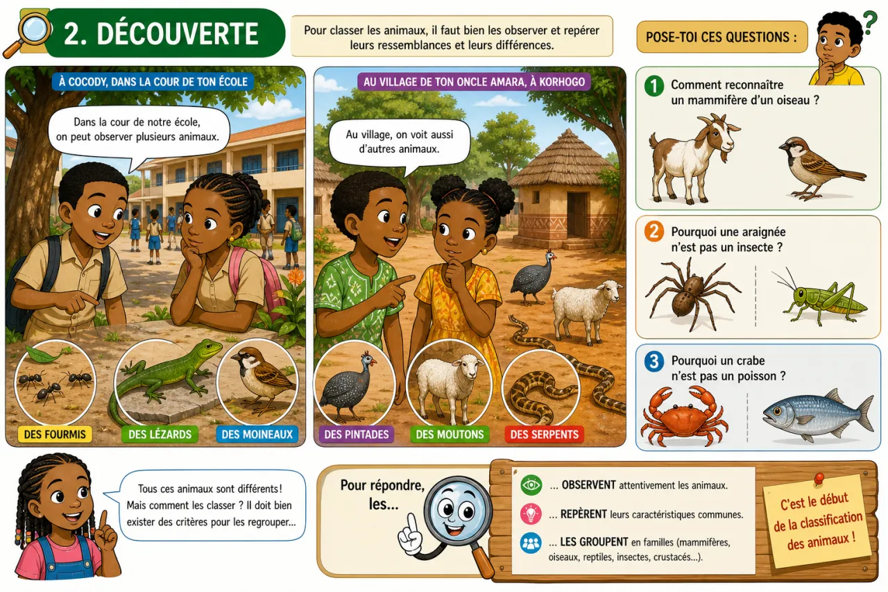 Classification des animaux — illustration