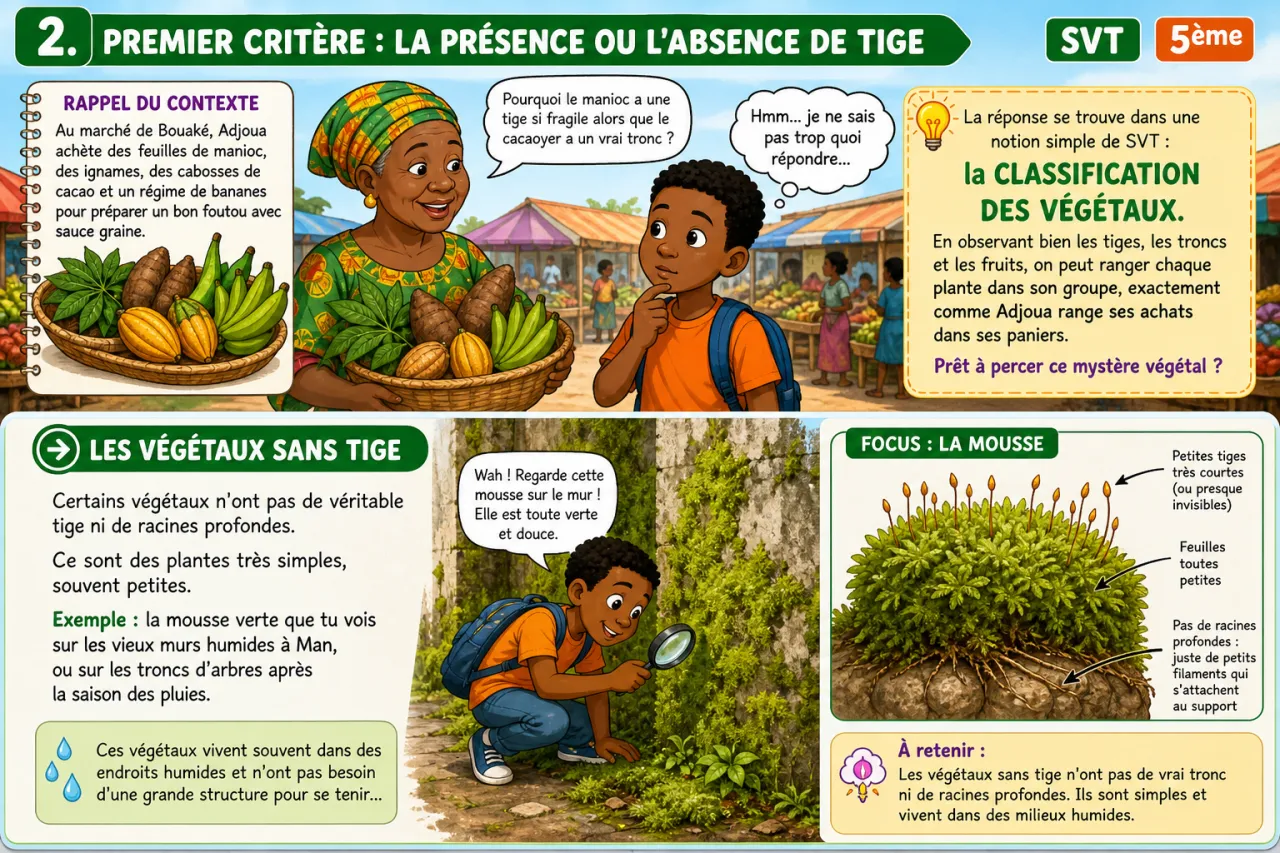 Classification des végétaux — illustration