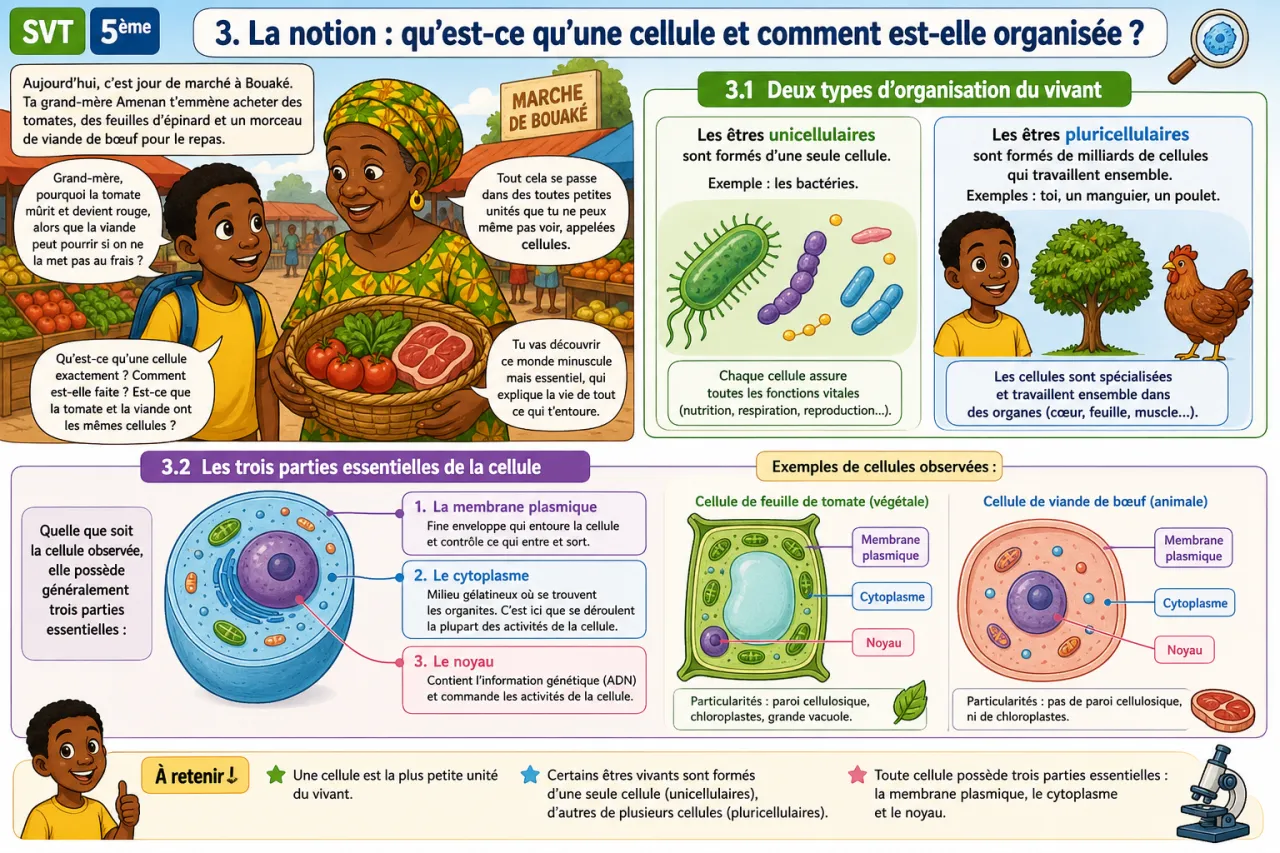 Cellule - découverte — illustration