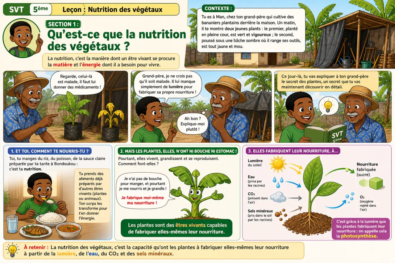 Nutrition des végétaux — illustration