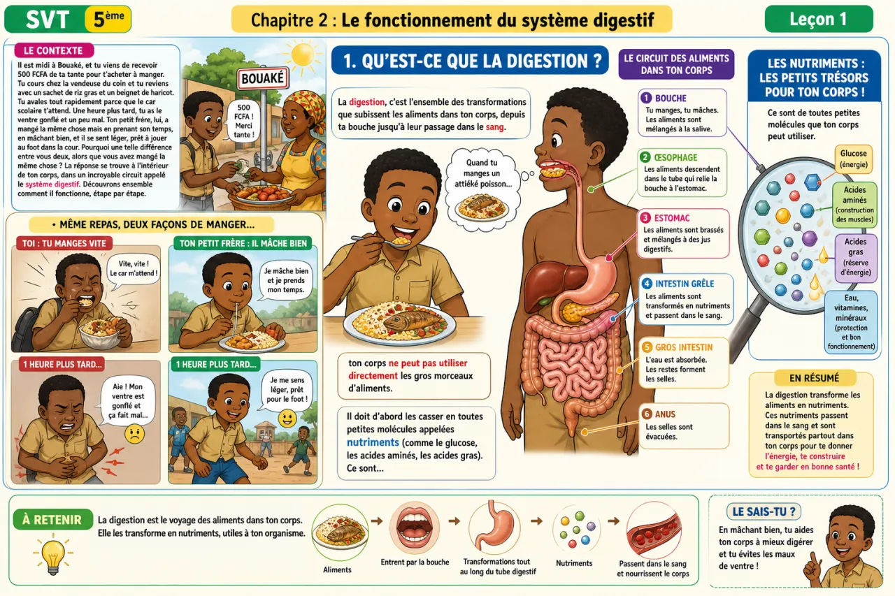 Digestion — illustration
