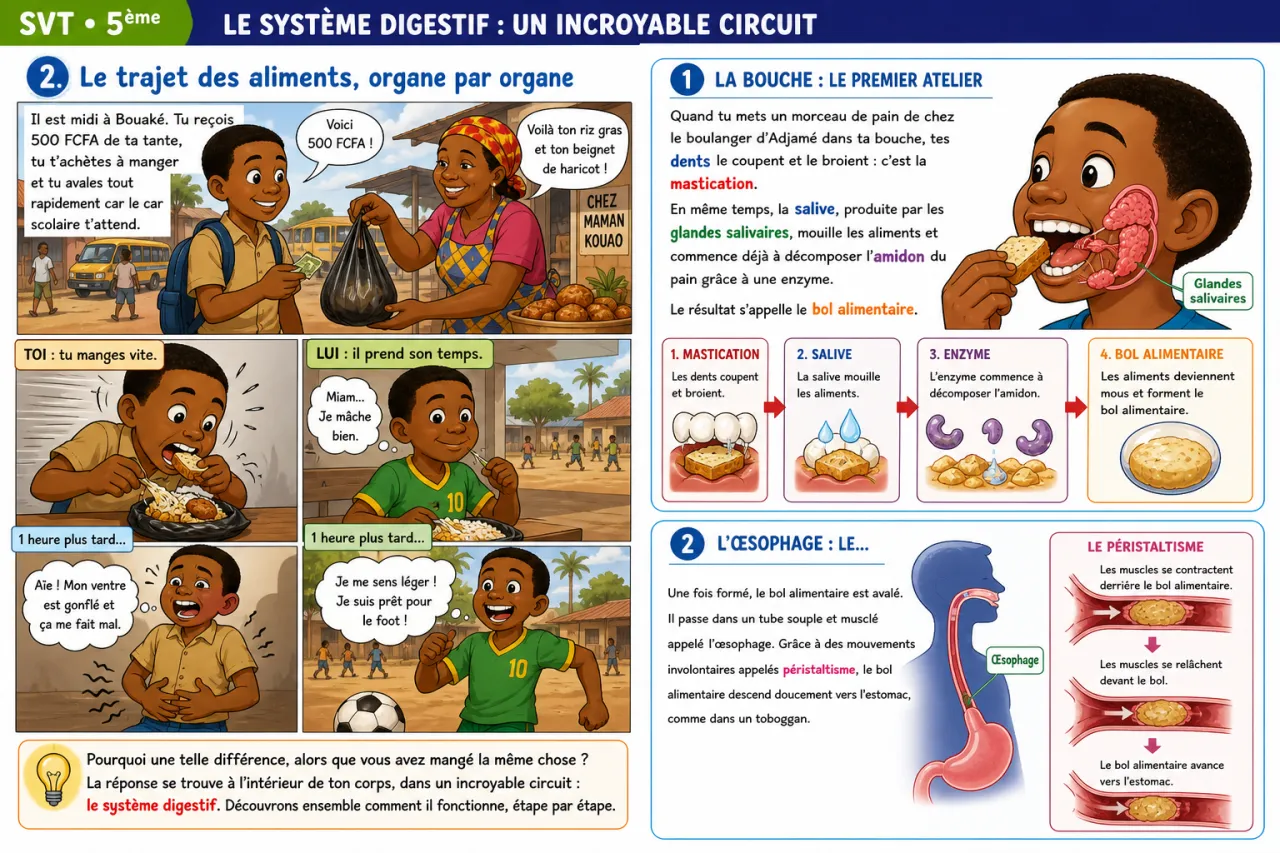 Digestion — illustration