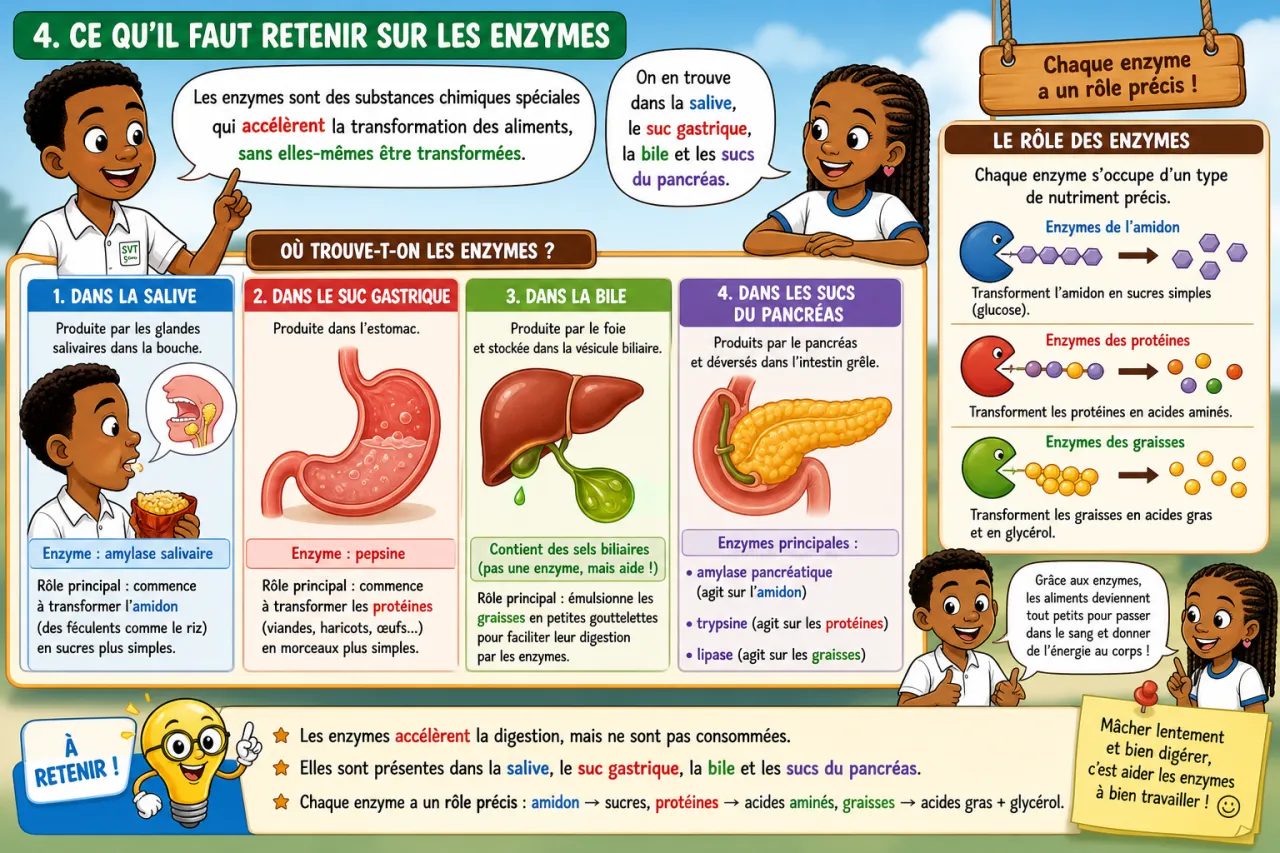 Digestion — illustration