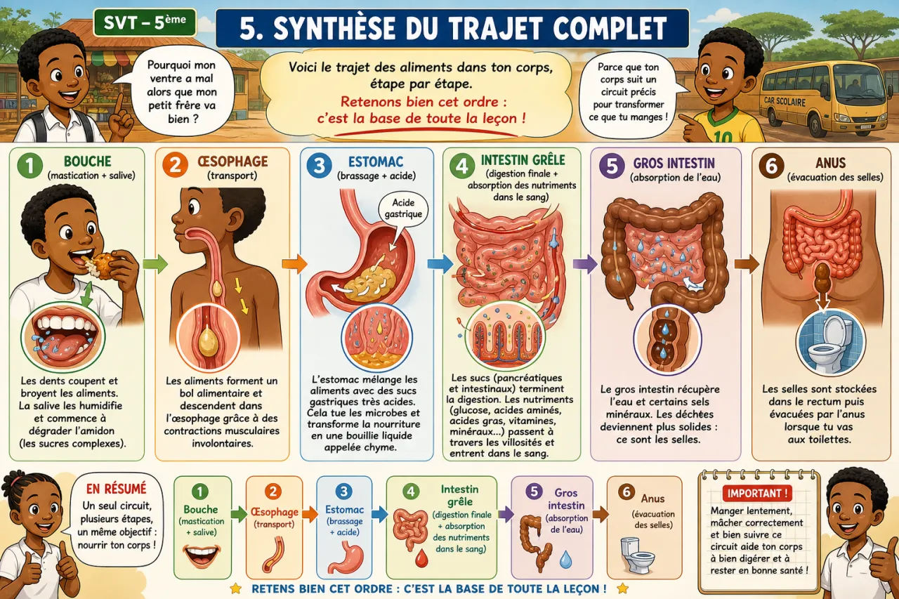 Digestion — illustration