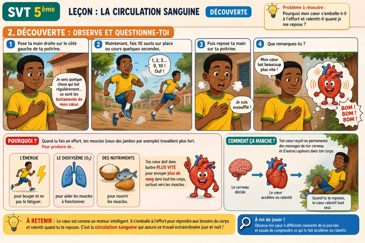 Circulation sanguine - découverte — illustration