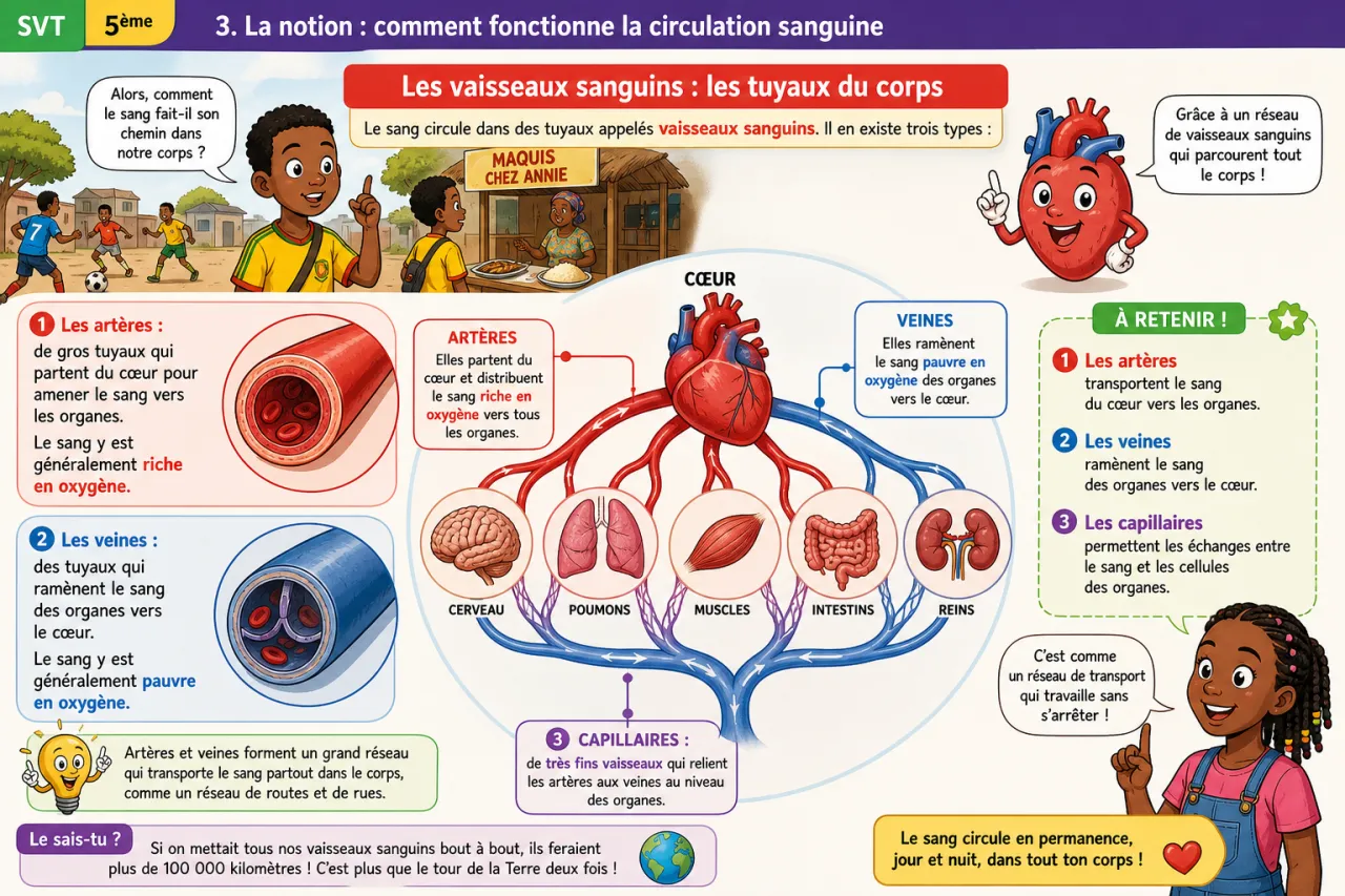 Circulation sanguine - découverte — illustration