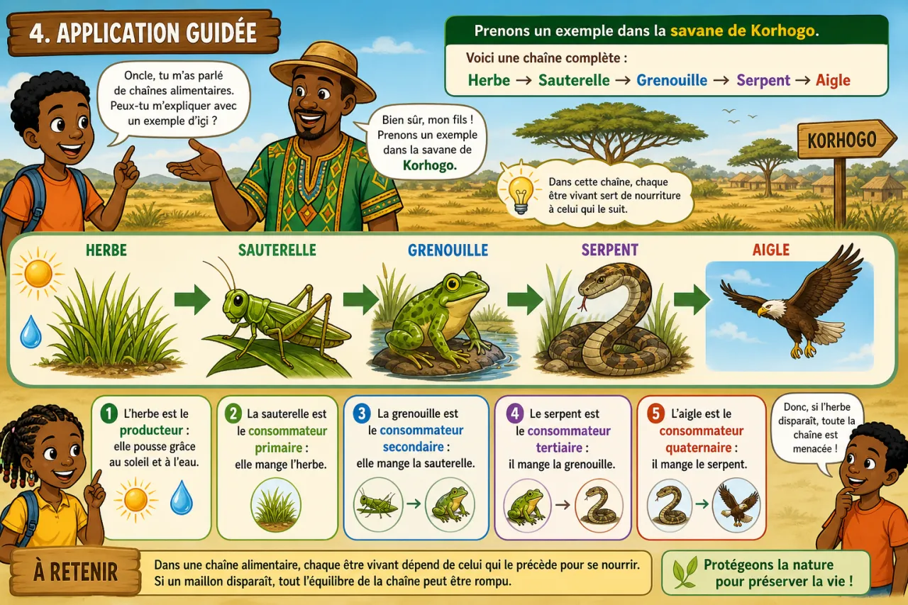 Chaînes alimentaires — illustration